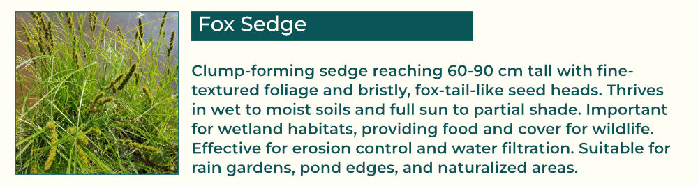 Fox Sedge: Clump-forming sedge reaching 60-90 cm tall with fine-textured foliage and bristly, fox-tail-like seed heads. Thrives in wet to moist soils and full sun to partial shade. Important for wetland habitats, providing food and cover for wildlife. Effective for erosion control and water filtration. Suitable for rain gardens, pond edges, and naturalized areas.