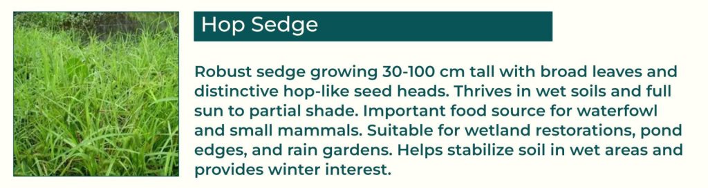 Hop Sedge: Robust sedge growing 30-100 cm tall with broad leaves and distinctive hop-like seed heads. Thrives in wet soils and full sun to partial shade. Important food source for waterfowl and small mammals. Suitable for wetland restorations, pond edges, and rain gardens. Helps stabilize soil in wet areas and provides winter interest.