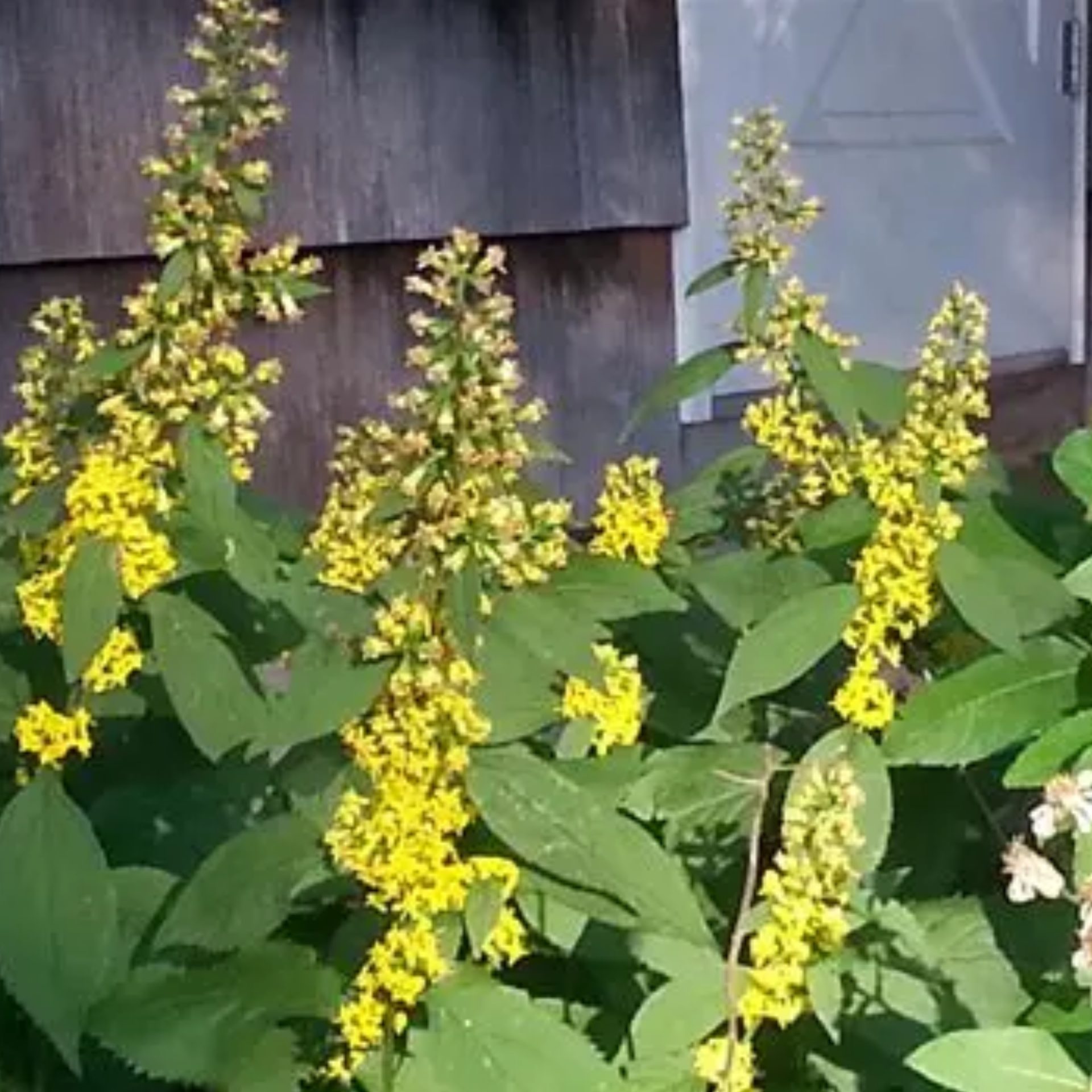 Goldenrod Root Rope Goldenrod: The Myths and the Facts - Grounded