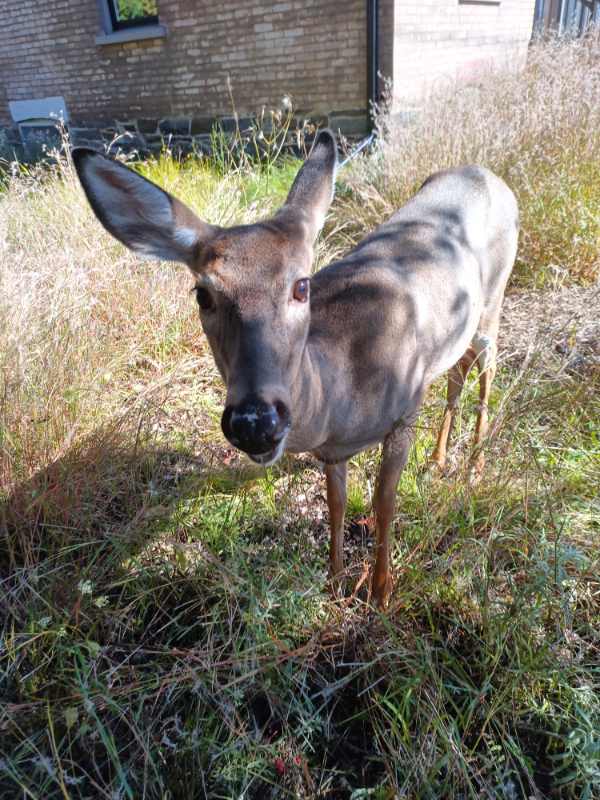 A deer at the garden at Luas House. 