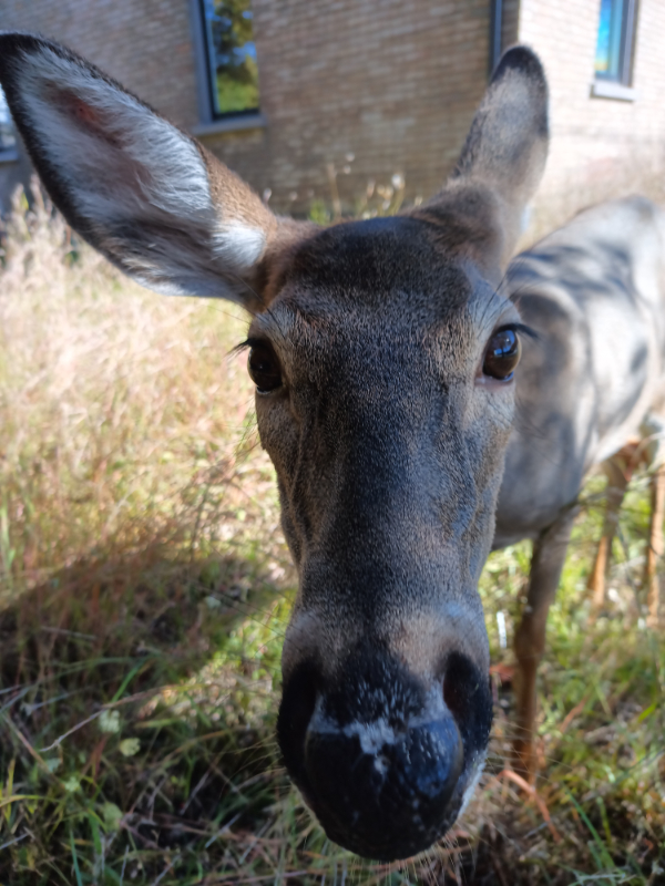 The deer have lost much of their fear of humans.