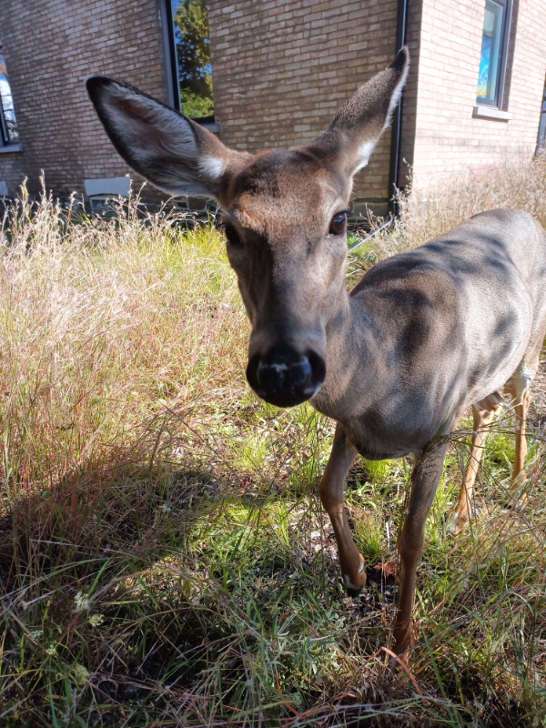 Haliburton Village's deer population is numerous.