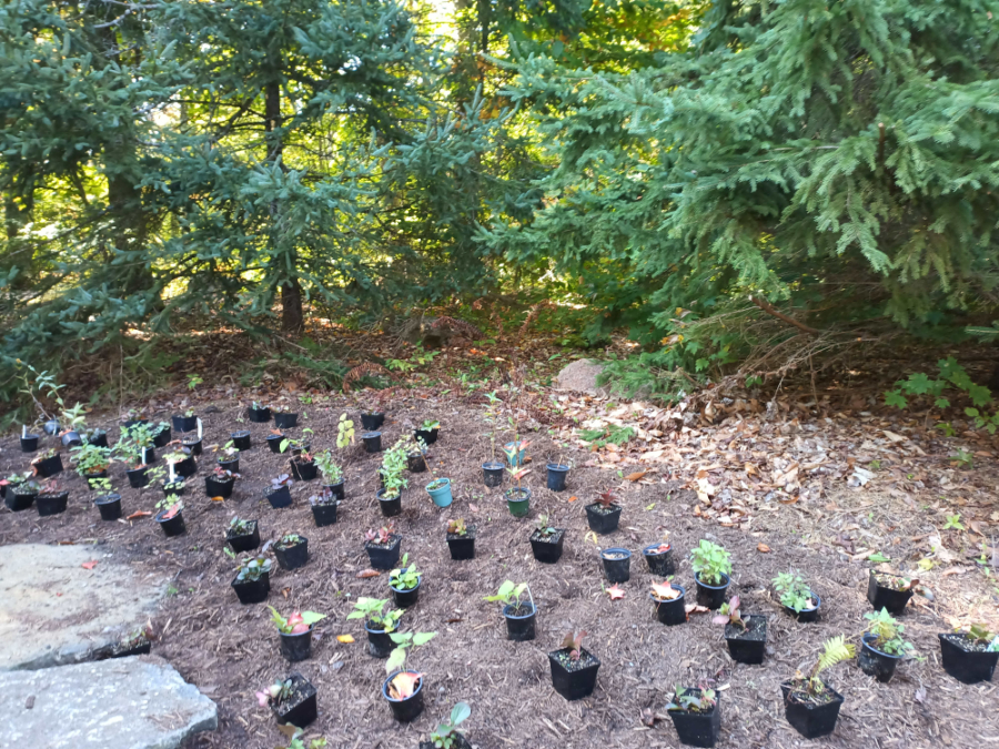 Shade-tolerant plants ready to be added to the side bed at this cottage.