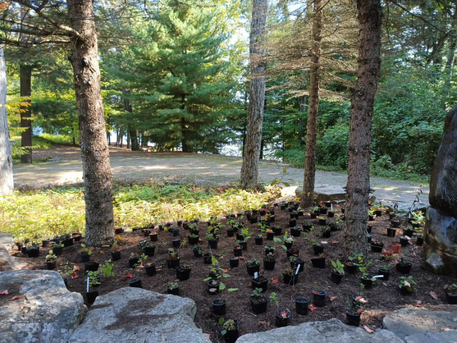 Plants laid out at the Bear Bed prior to planting. I used plants that are happy in part-sun.