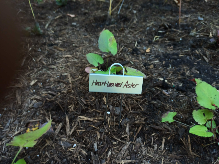 As is standard, I labeled one specimen of each species with a metal label to help identification in the future.