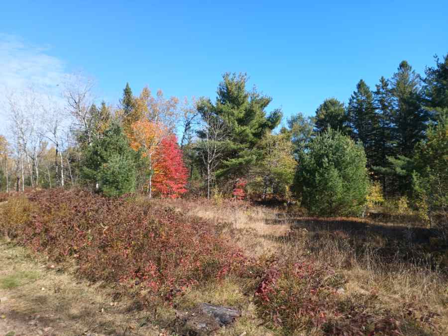 Notice the patch of shrubs in the foreground - typical of this successional landscape and pleasing to the eye, too.