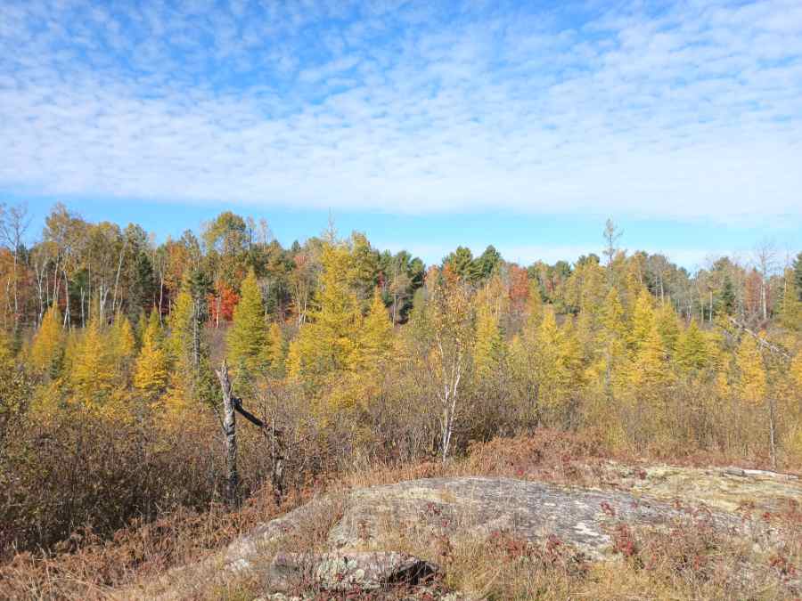 The more barren foreground contrasts with the background. Those trees are likely Tamarack, in a wetter part of the landscape. You can imagine your own landscape with arrested succession and a backdrop of Haliburton forest.