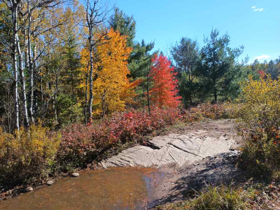 Shrubs and trees in fall bring their own colourful charm.