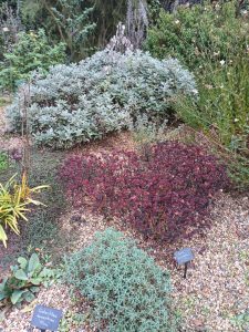 Beth Chatto's dry garden.