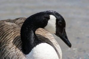 A Canada Goose