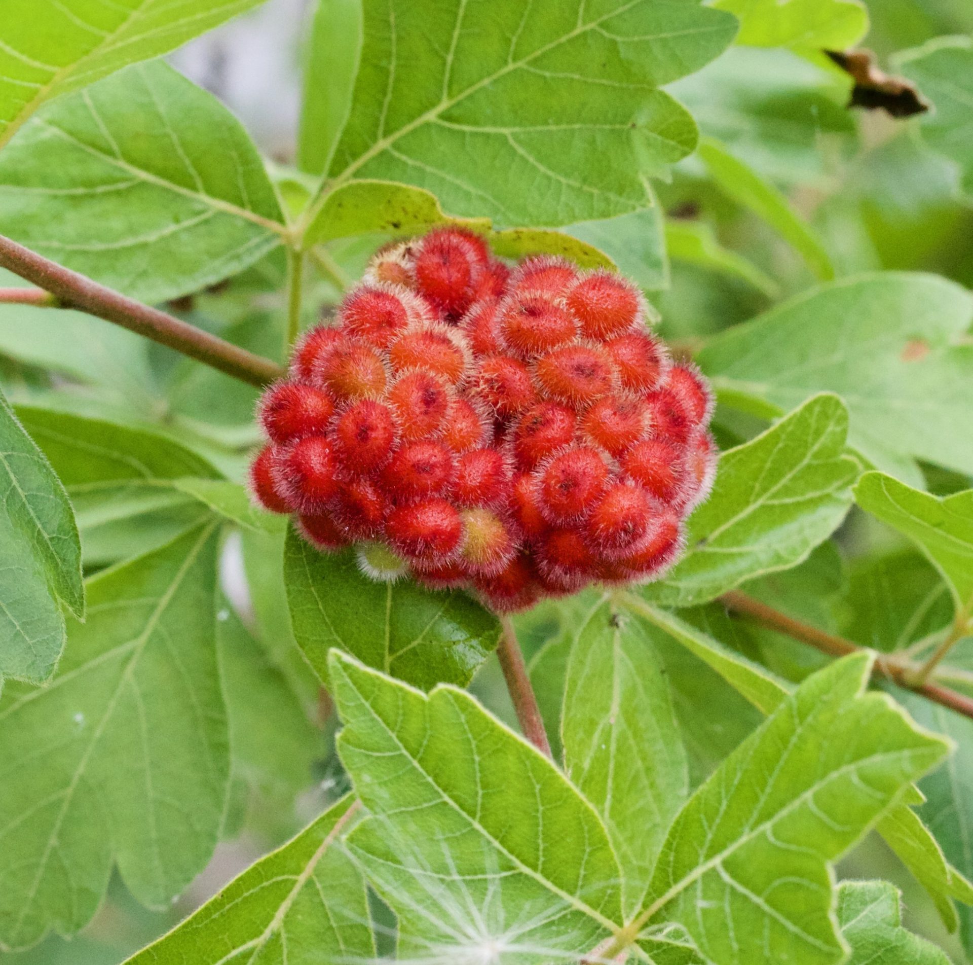 Fragrant Sumac