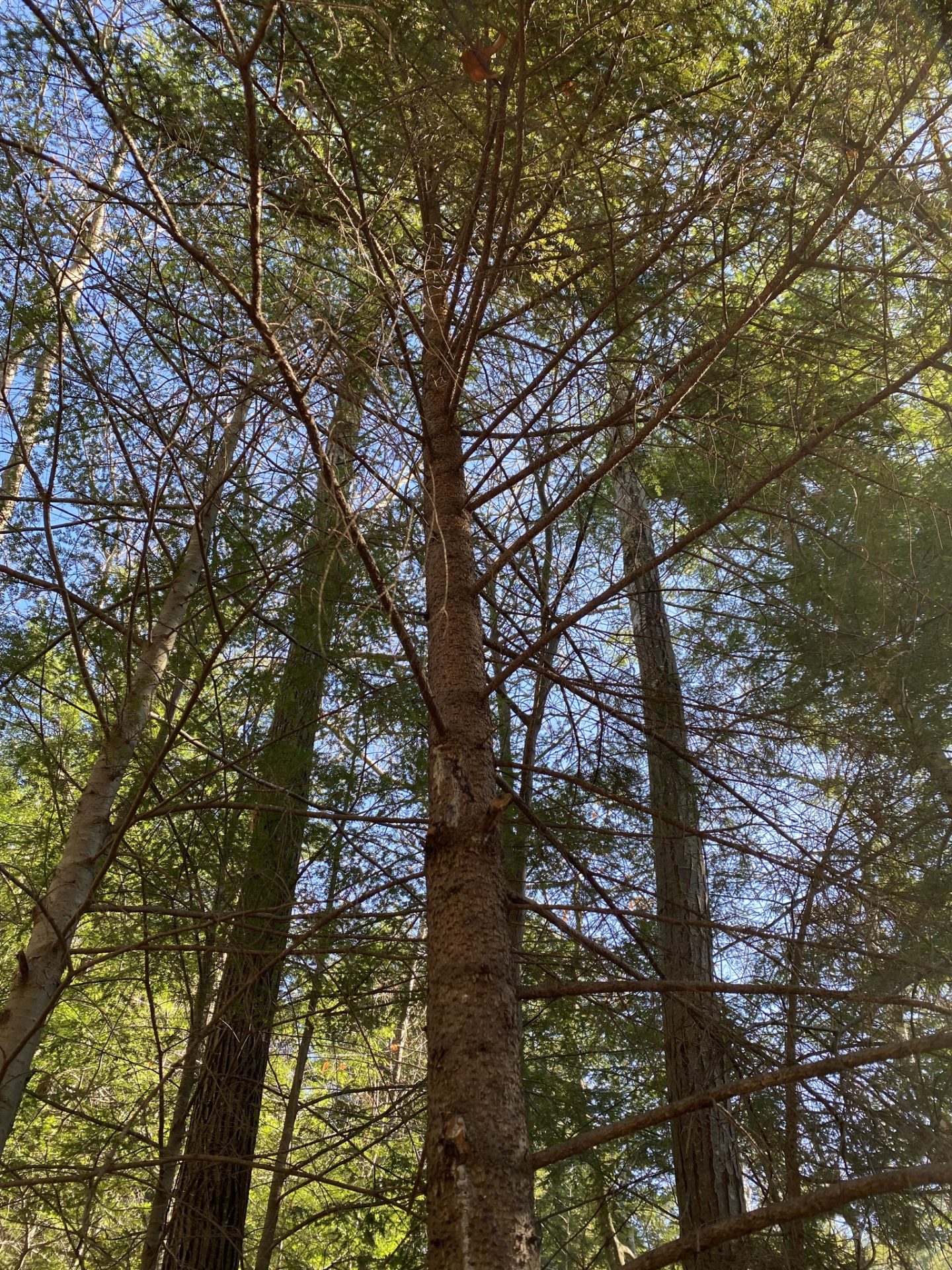 Red Pine
