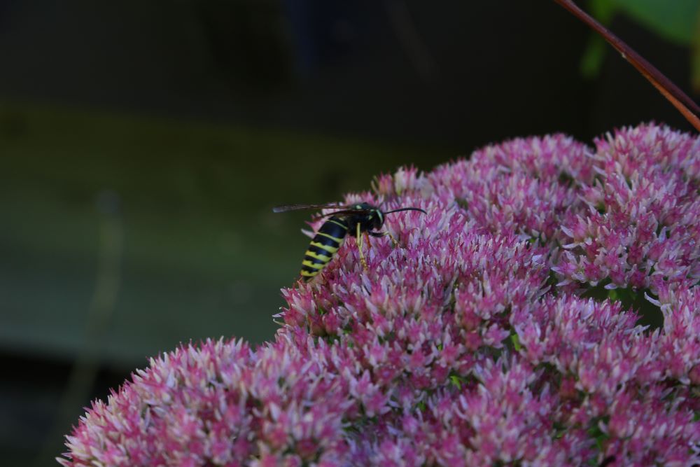 pollinator on a flower