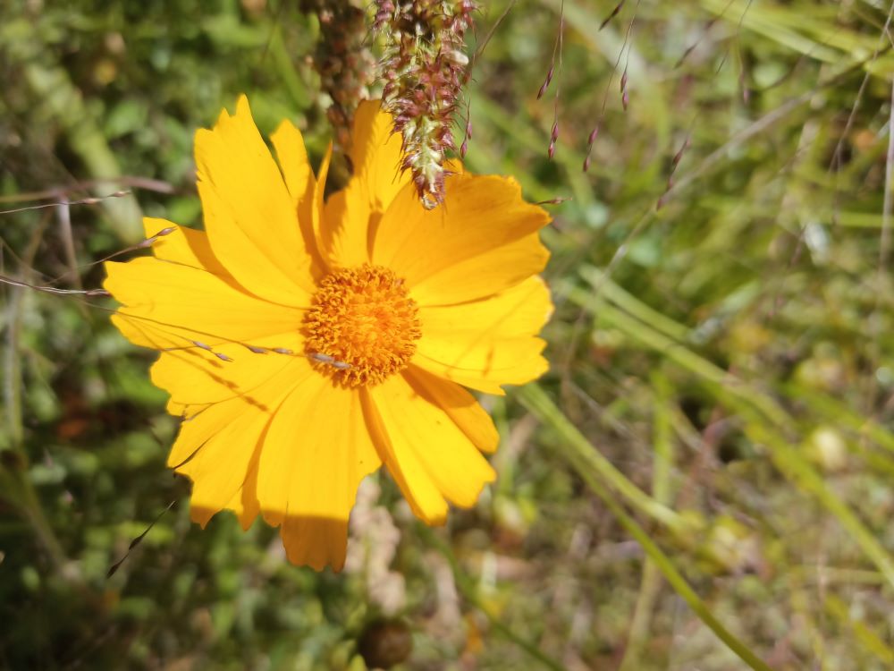 lanceleaf coreopsis