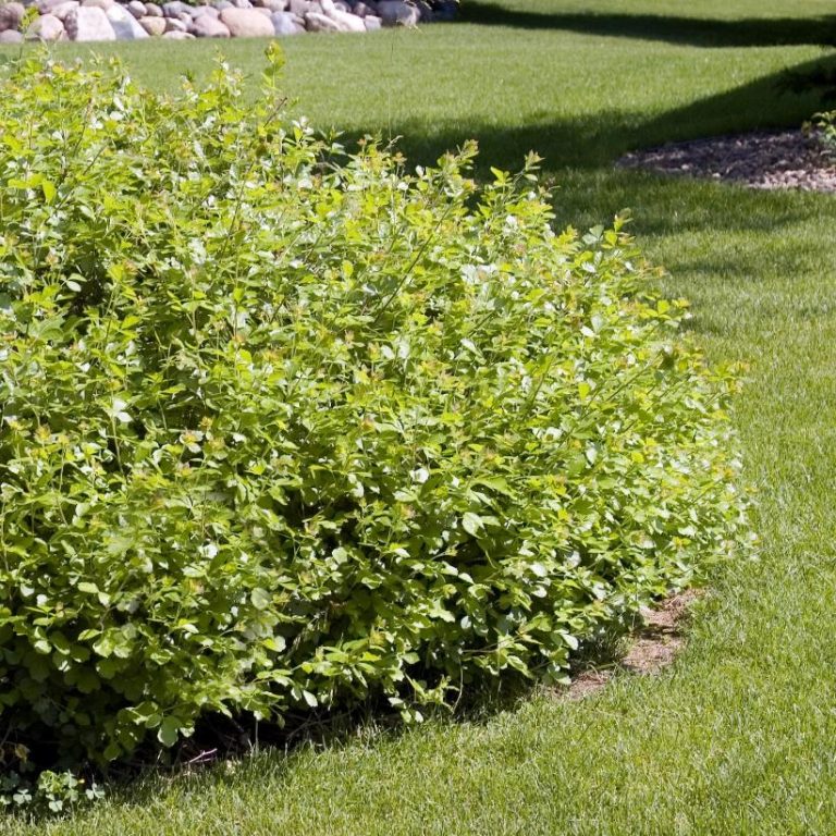 Gro-Low Fragrant Sumac (cuiltivar)