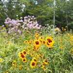 IMG_20250721_143153_649