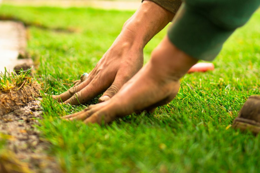 Person installing grass sod.