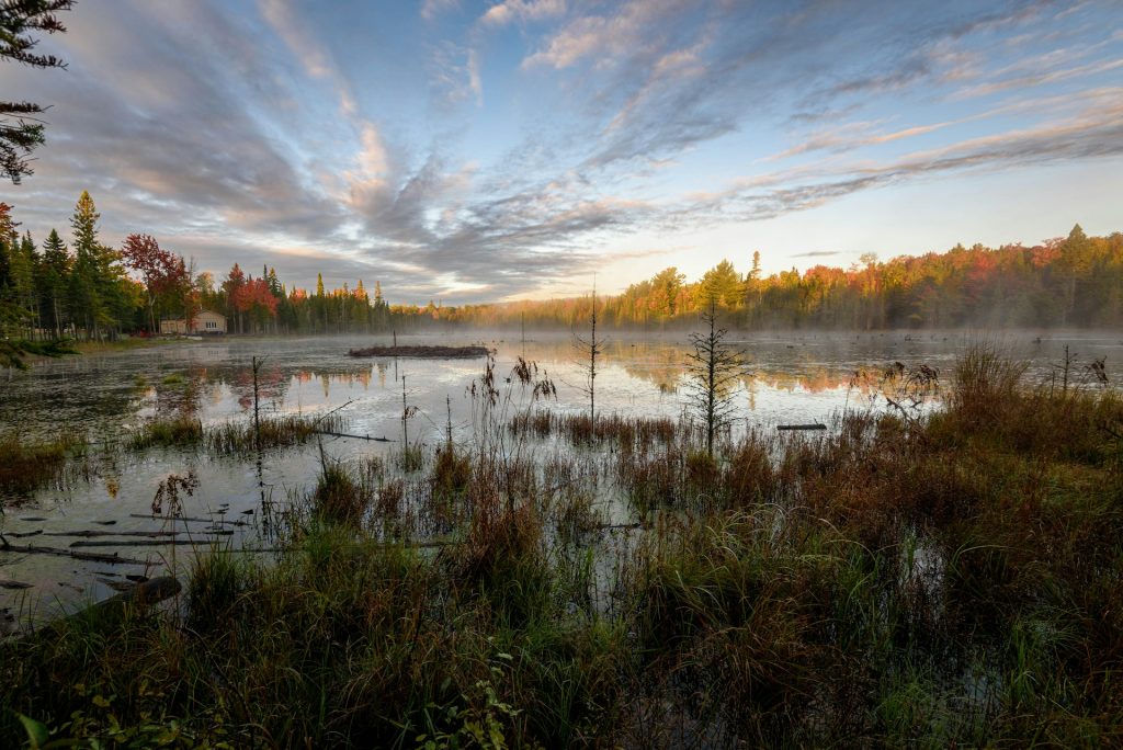a beaver pond
