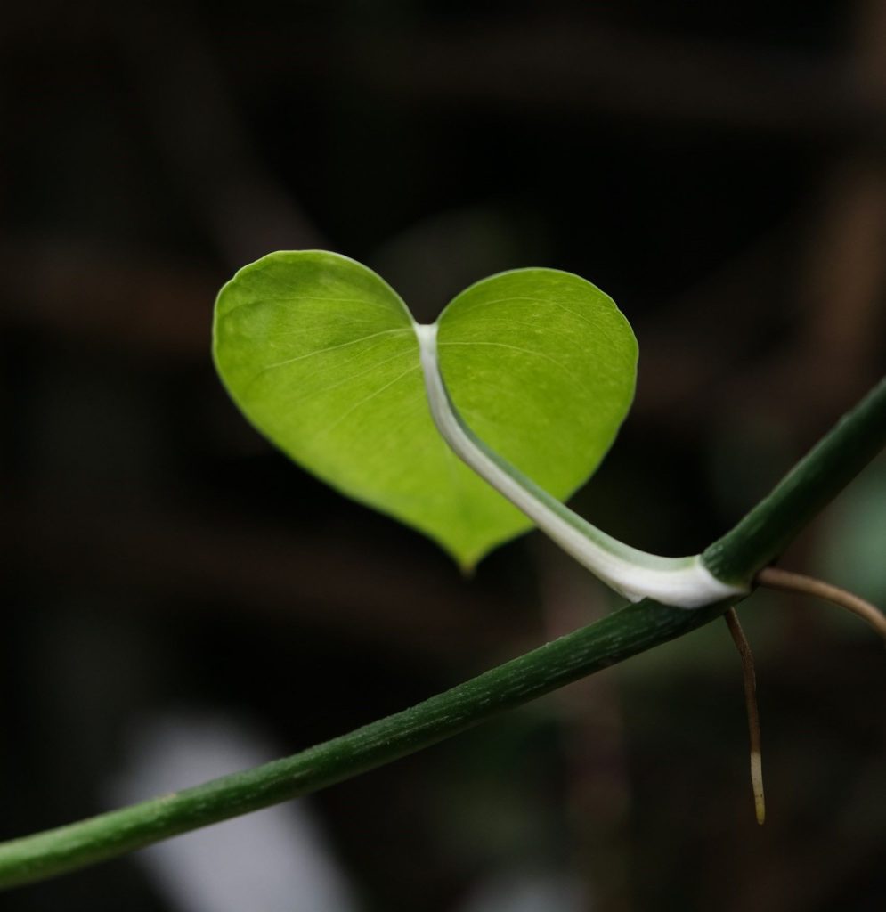 a heart-shaped leaf