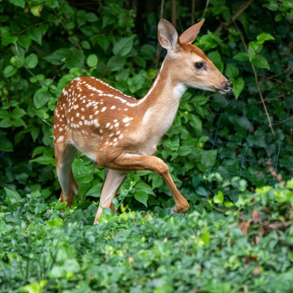 white tailed deer fawn