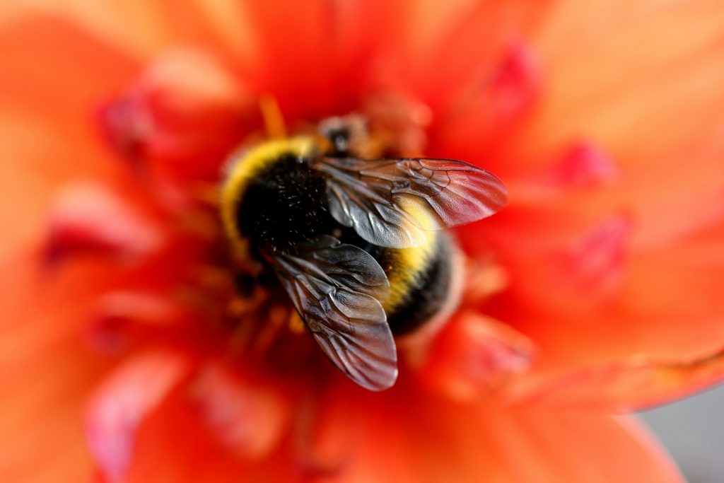 bee in flower