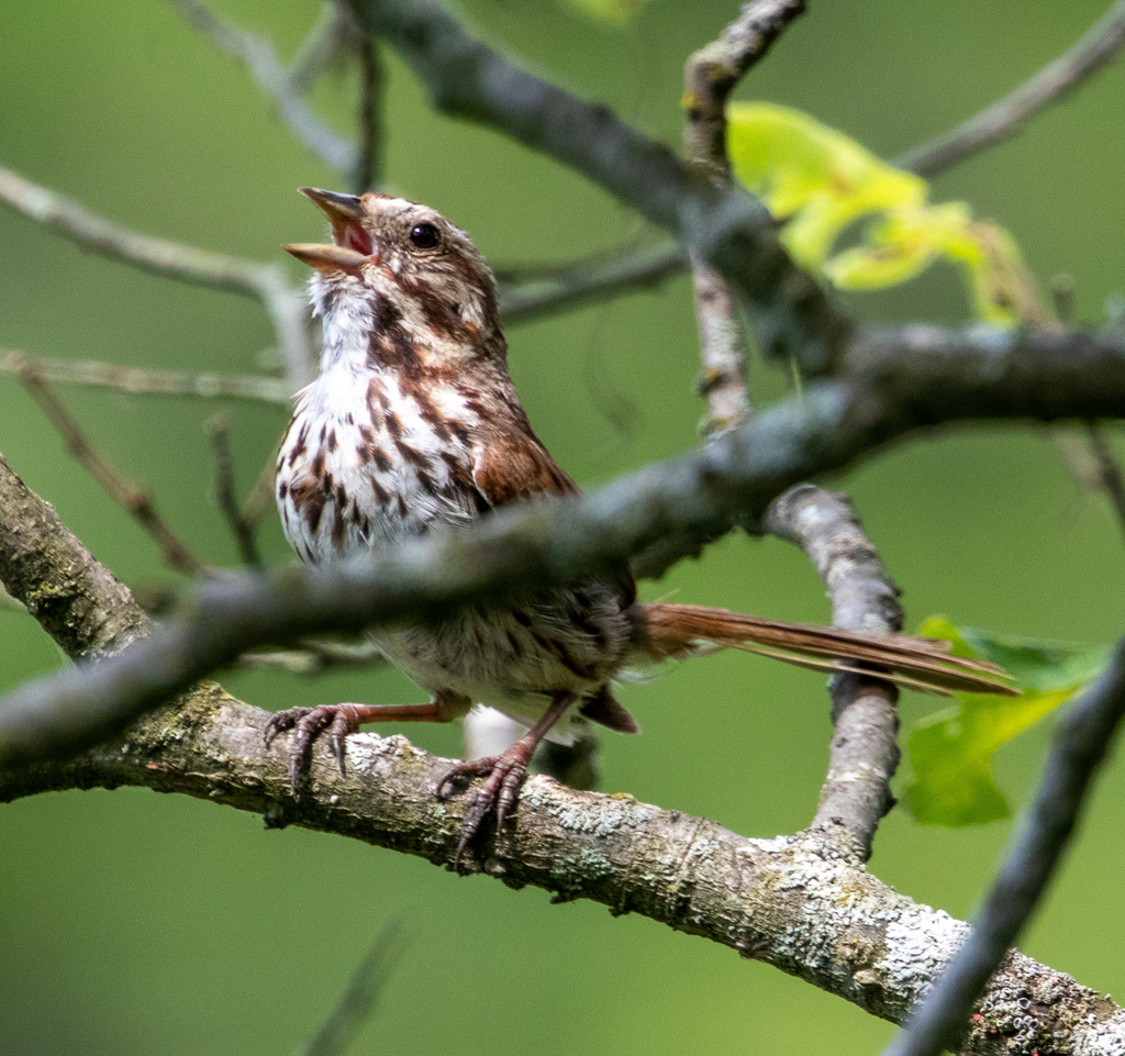 song sparrow