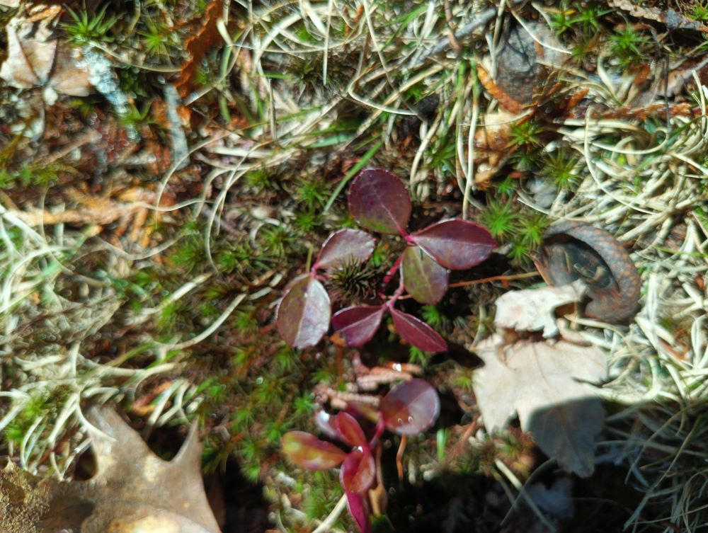 wintergreen