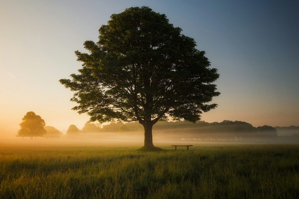 single tree in misty field