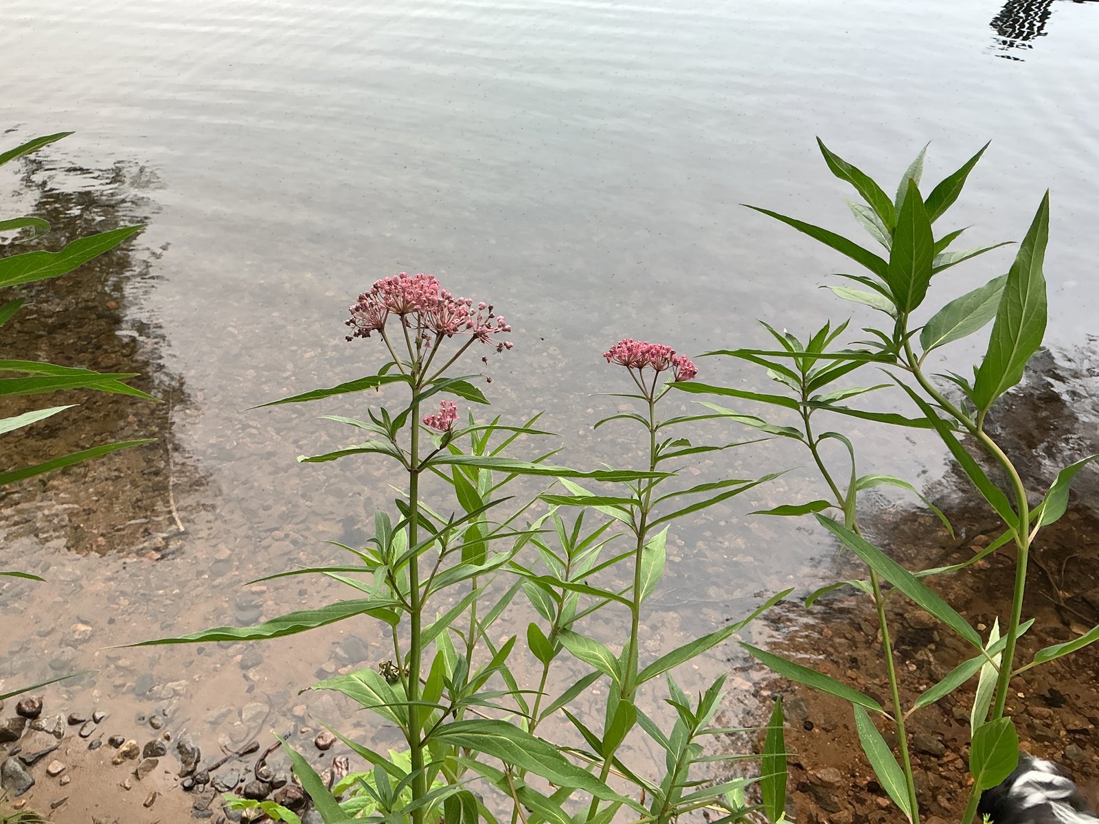 visit-2026-07-15-shoreline-bloom