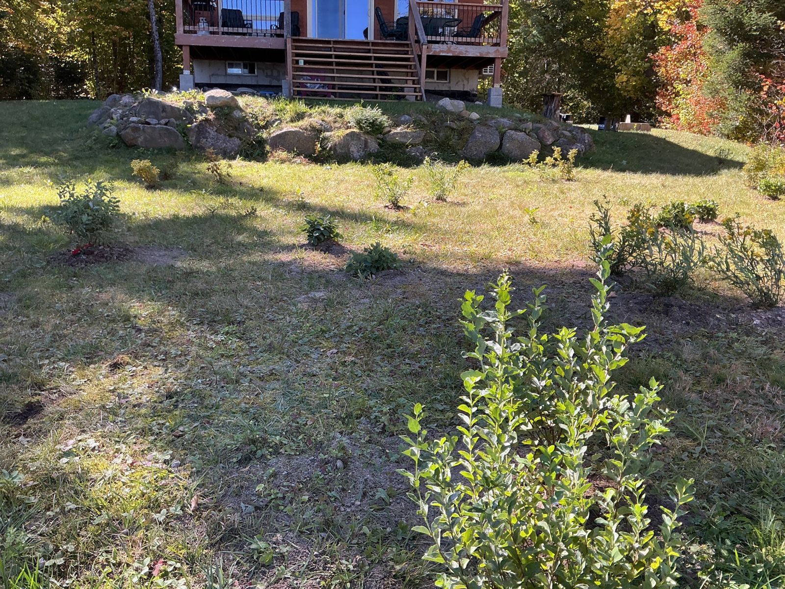 Young shrubs planted in small groups in the lawn in front of the cottage