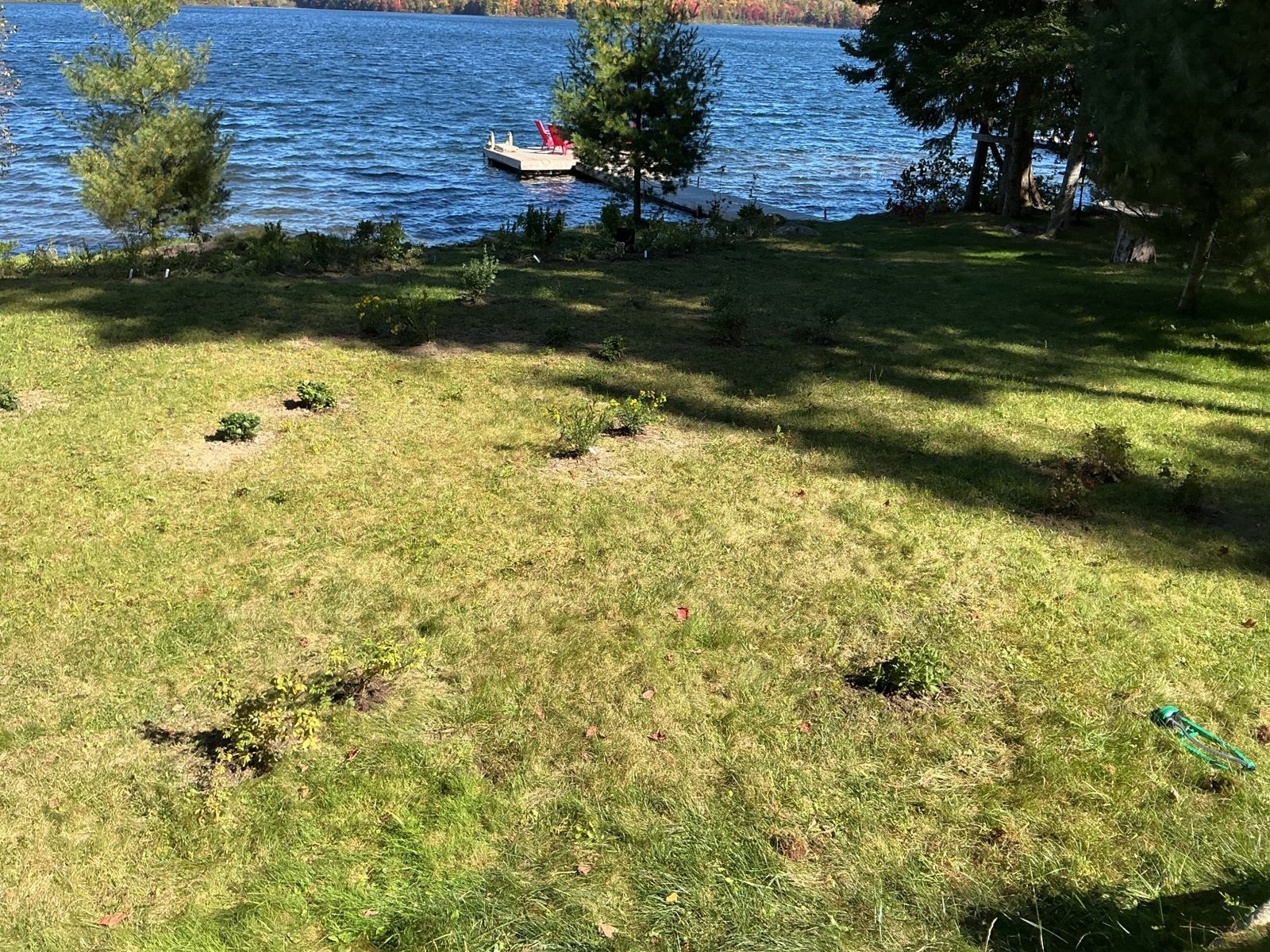 Newly planted shrubs in the lawn near the shore, with the lake behind