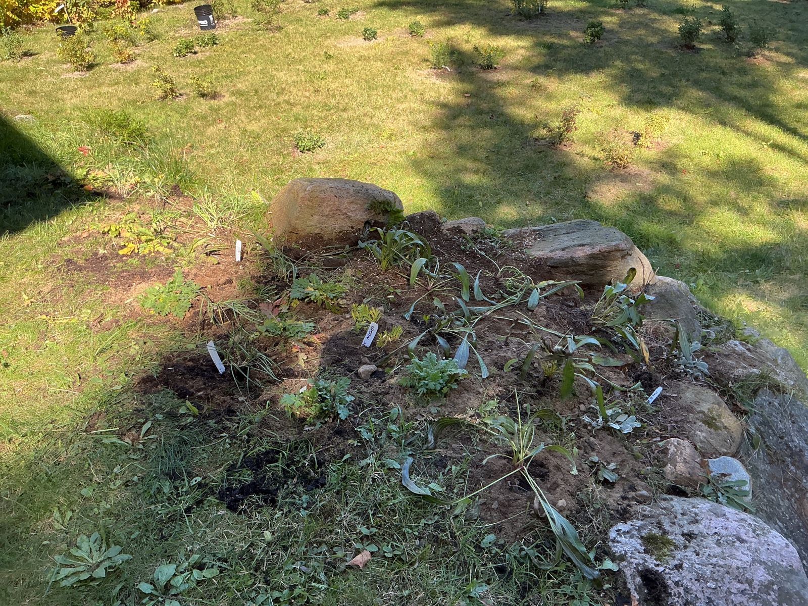 After: the stone wall with new plants tucked into the gaps between stones