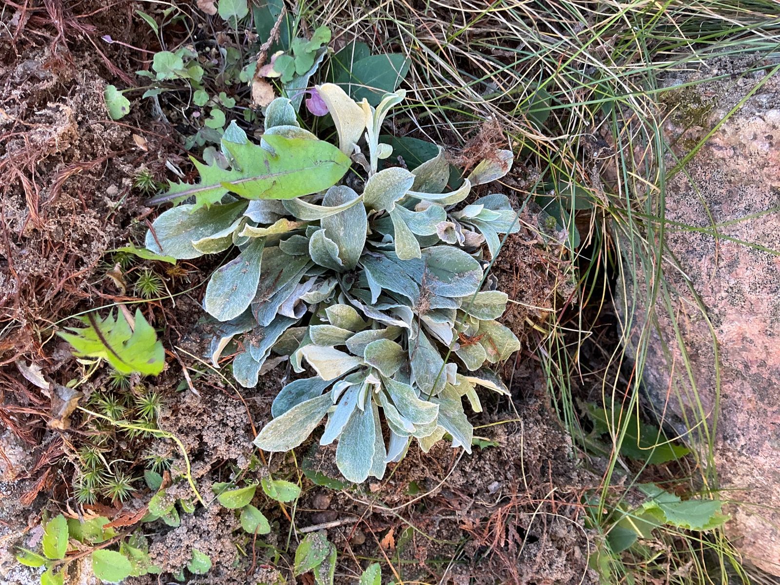 Close-up of silvery pussytoes planted in a gap between stones