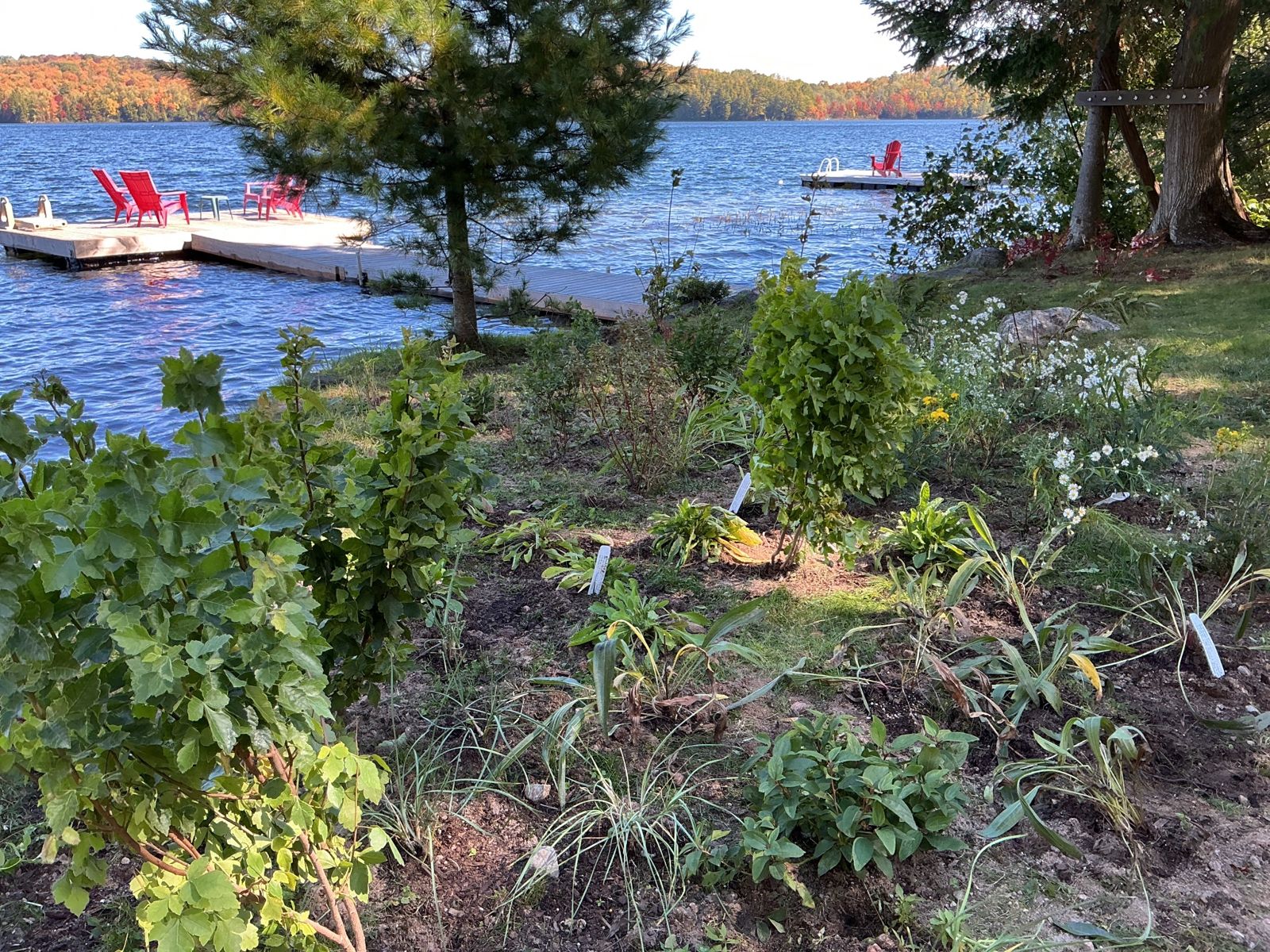 Shoreline planting looking out to the dock, with young shrubs among the grass