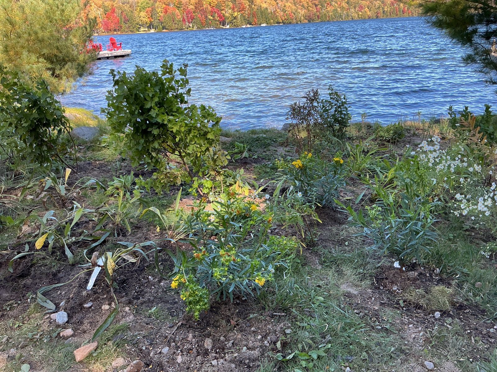 Young shrubs and wildflowers along the shoreline with the lake behind