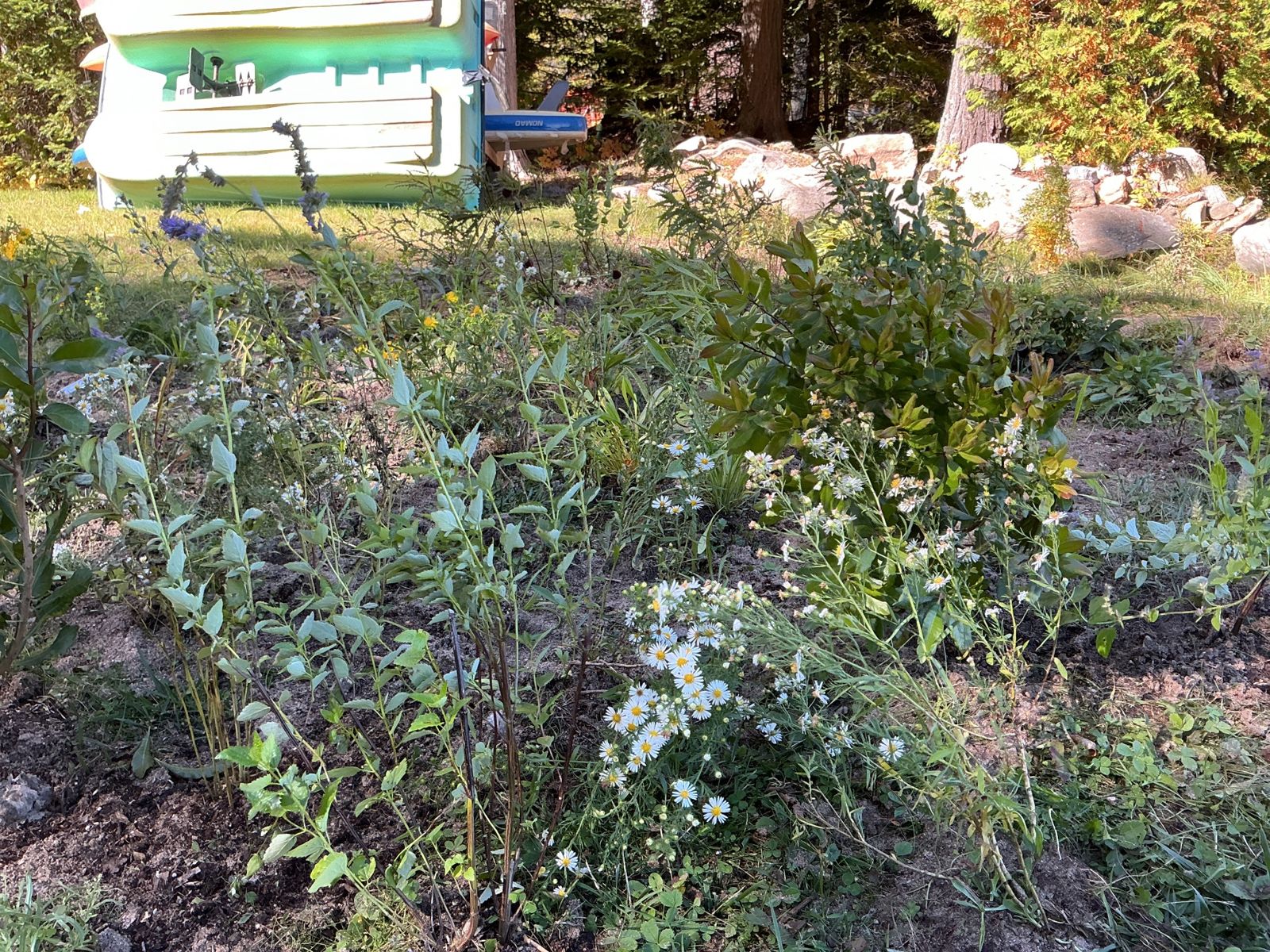 White-flowered asters and shrubs in the new shoreline planting