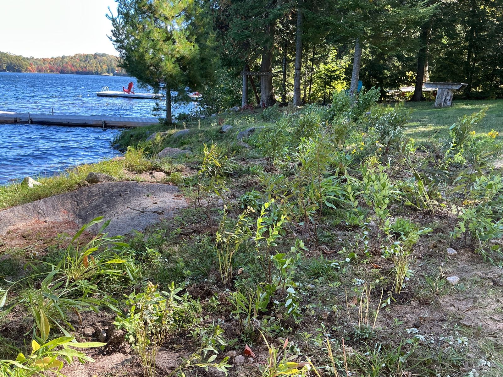 The shoreline strip planted along the rock edge, looking along the shore