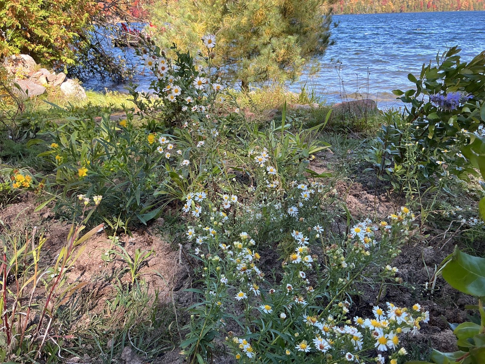 White asters and yellow flowers at the water's edge