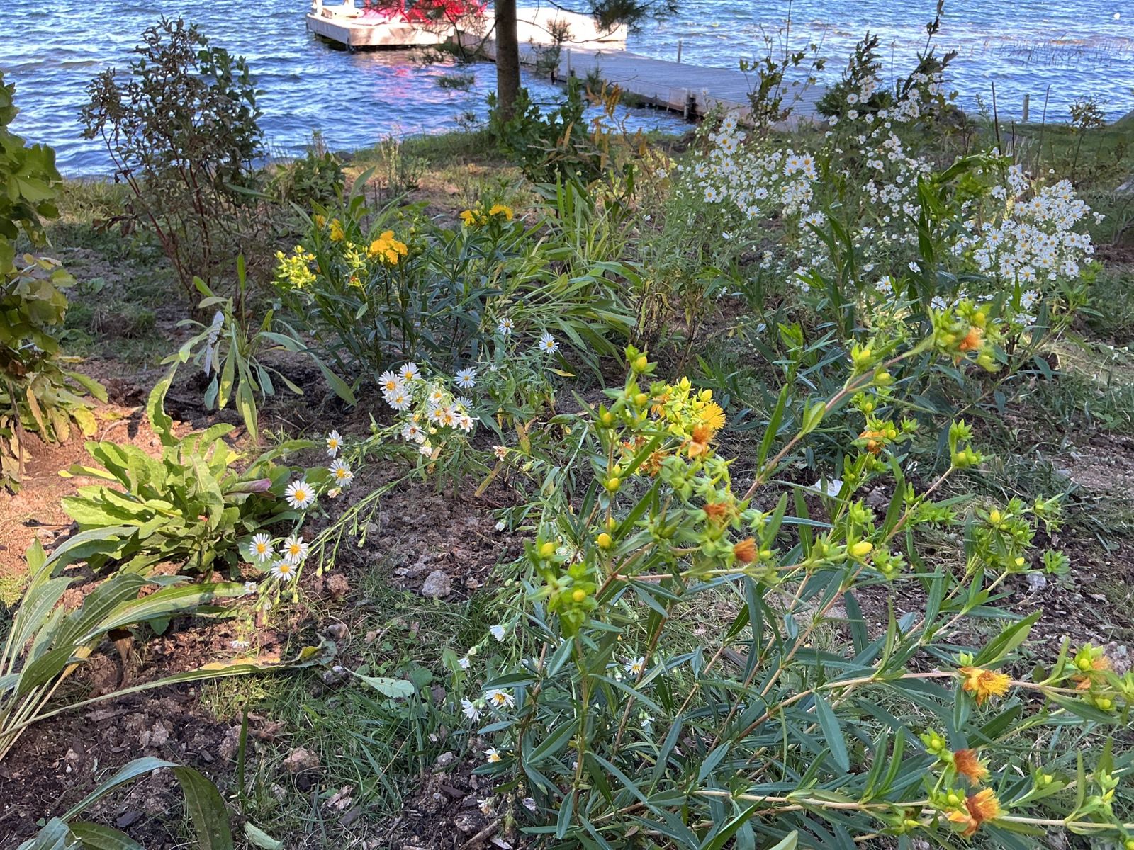 New shoreline planting in late September, with yellow and white flowers among young shrubs and the lake behind