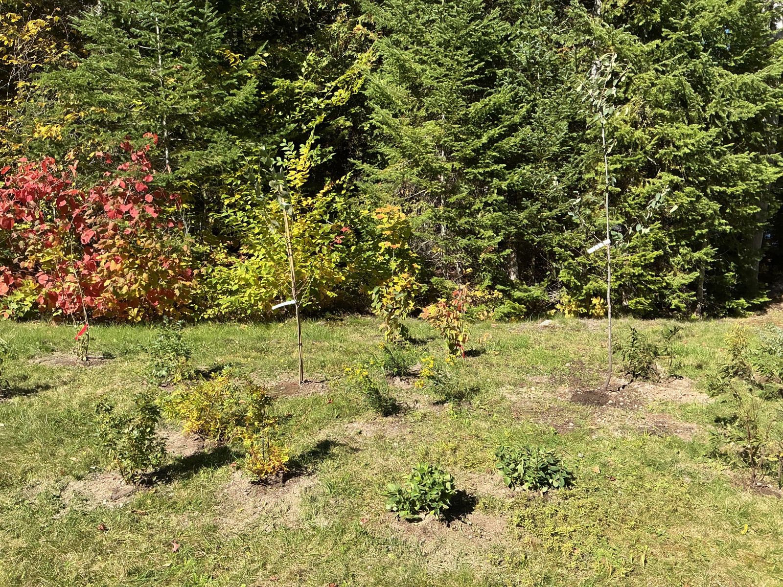 After: young shrubs and small trees planted in an irregular band along the forest edge