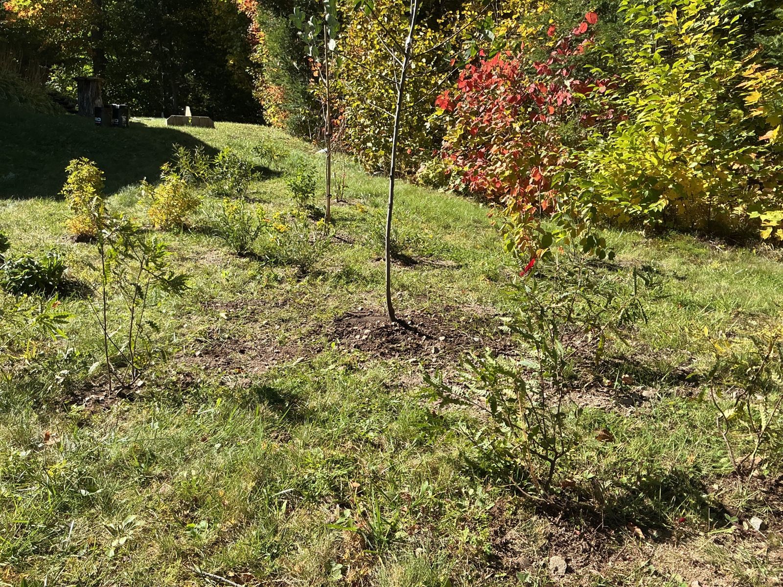Young trees and shrubs along the woodland edge, with red fall colour behind