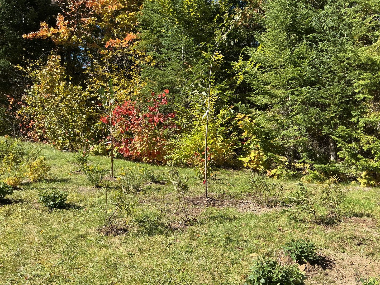 The graded woodland edge planting in autumn light