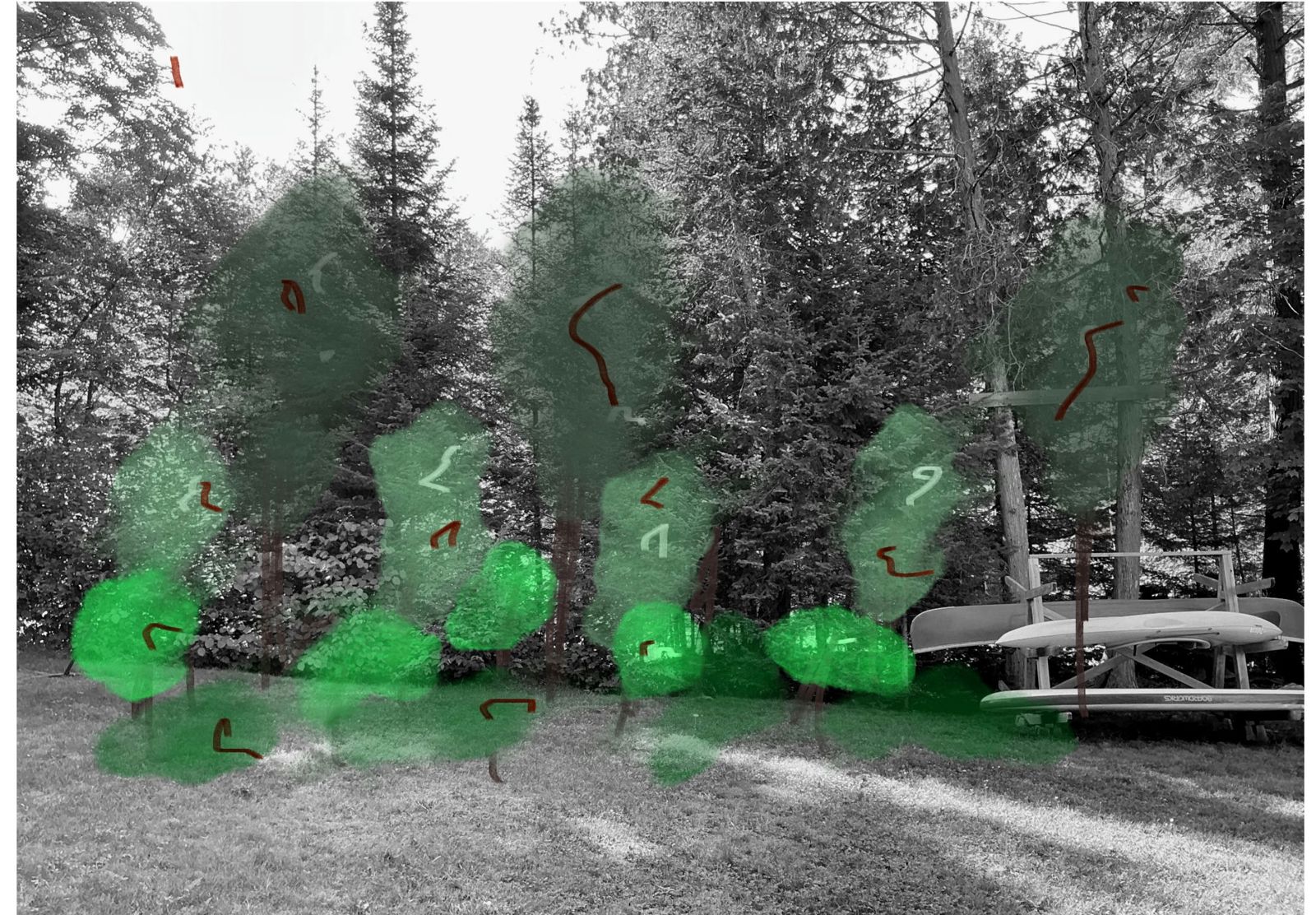 Design sketch over a photo of the woodland edge showing shrubs stepped out into the lawn